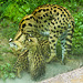 20210729 2173CPw [D~OS] Serval (Leptailurus serval), Zoo Osnabrück