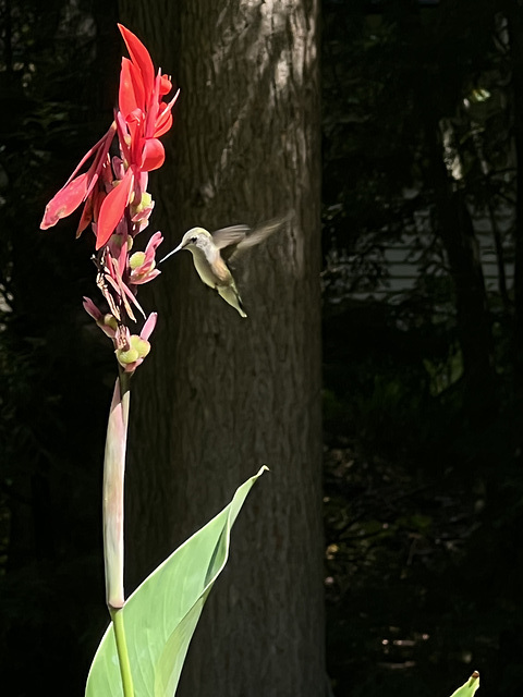 humming bird at my lily