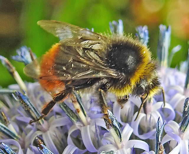 20230719 2660CPw [D~LIP] Kugeldistel, Steinhummel (Bombus lapidarius), Bad Salzuflen