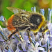 20230719 2660CPw [D~LIP] Kugeldistel, Steinhummel (Bombus lapidarius), Bad Salzuflen