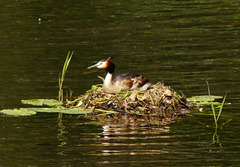 Inselbewohner? (PiP) Inselbewohner? (PiP)