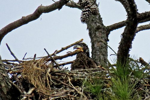 Eaglet on Nest