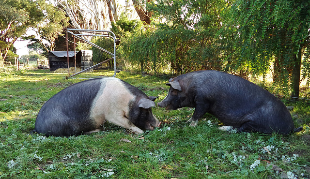 Txieri & Viviande snack together