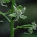 Platanthera orbiculata (Round Leaved orchid or Pad Leaf orchid)