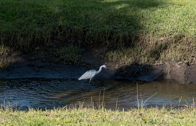 Jacksonville - River Oaks Park heron (#0123)