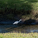 Jacksonville - River Oaks Park heron (#0123)