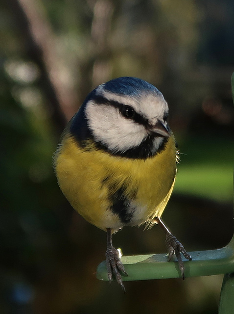 Blue-tit