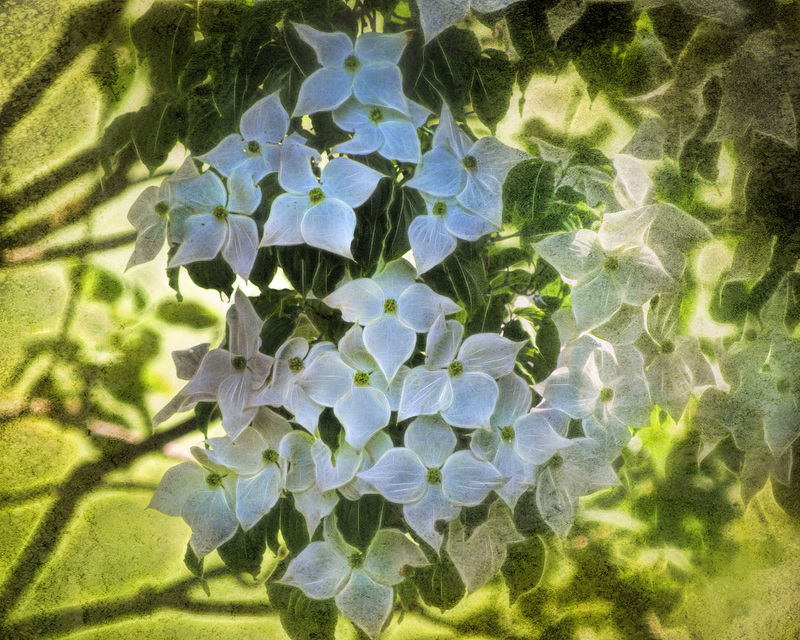 White flowers at Botanical Gardens in New York City.