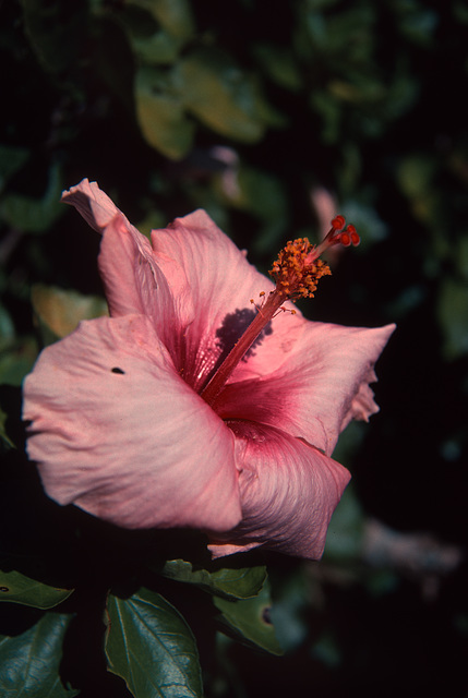 Pink Hibiscus