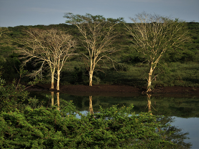 Reflet