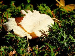 ... feuilles d'octobre ...