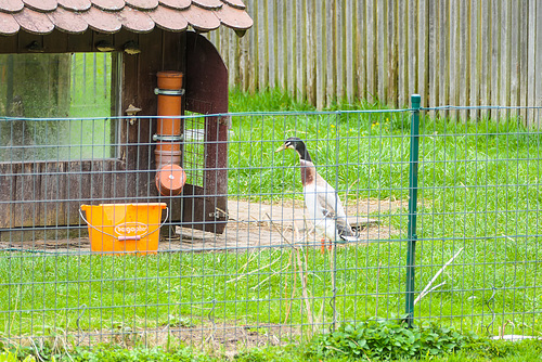 Ente gut, alles gut - Duckalert (HFF!)