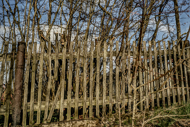 Hazel, Fence & Friday