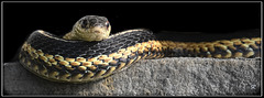 Butler's garter snake.