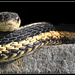 Butler's garter snake.