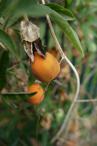 autumnal fruits