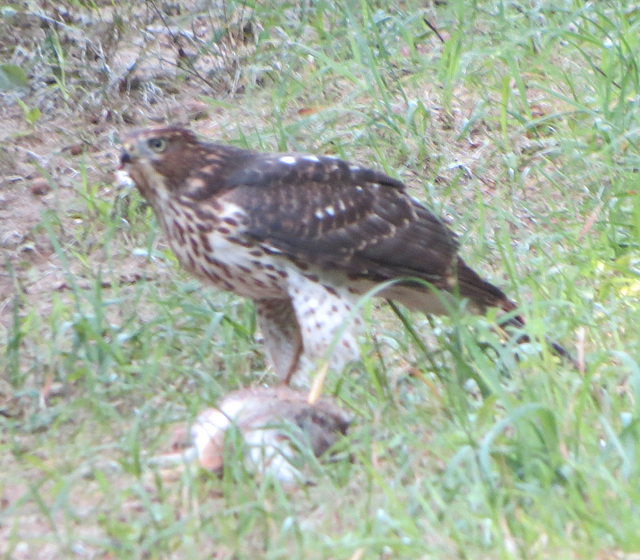 hawk eating rabbit