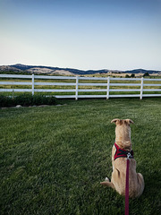 Desi reflecting on his travels. Or maybe just looking for the horse.