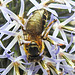 20230719 2661CPw [D~LIP] Kugeldistel, Bindensandbiene (Andrena flavipes), Bad Salzuflen