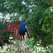 Peacock on a tree.