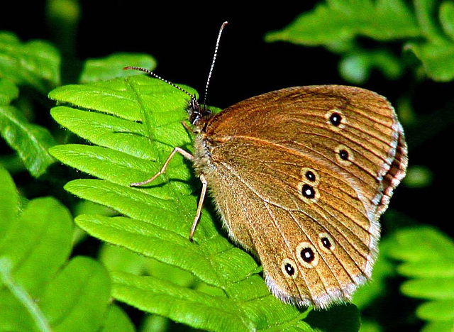 Ringlet (Aphantopus hyperantus)