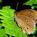 Ringlet (Aphantopus hyperantus)