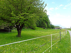 Frühling bei Saint-Maurice VS