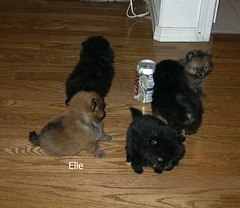 Elie & Pups 01