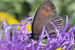 Papillon dans une forêt mauve