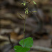 Neottia smallii (Appalachian Twayblade orchid)