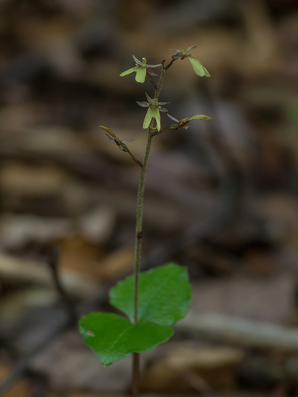 Neottia smallii (Appalachian Twayblade orchid)