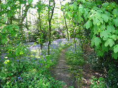 Bluebells in Roger's Coppice June 2008