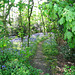 Bluebells in Roger's Coppice June 2008