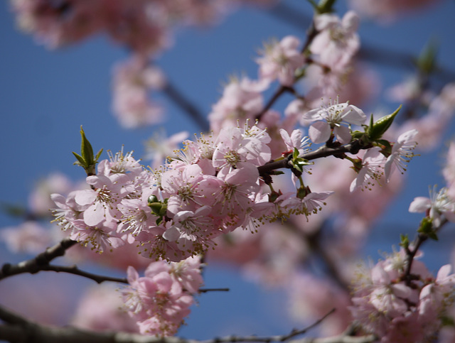 Spring. Chery blossom?