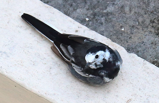 Pied wagtail