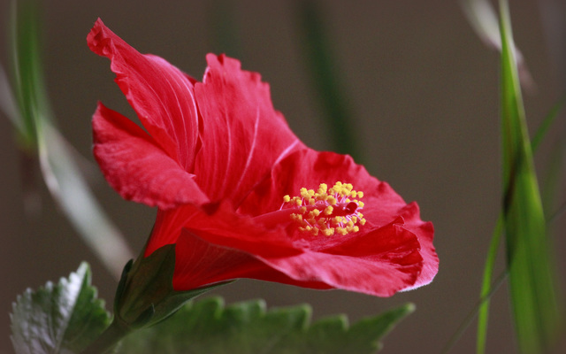 Hibiscus