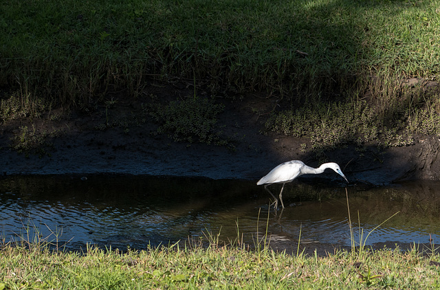Jacksonville - River Oaks Park heron (#0124)