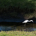 Jacksonville - River Oaks Park heron (#0124)