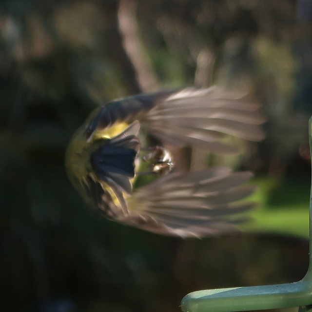 Blue-tit, leaving