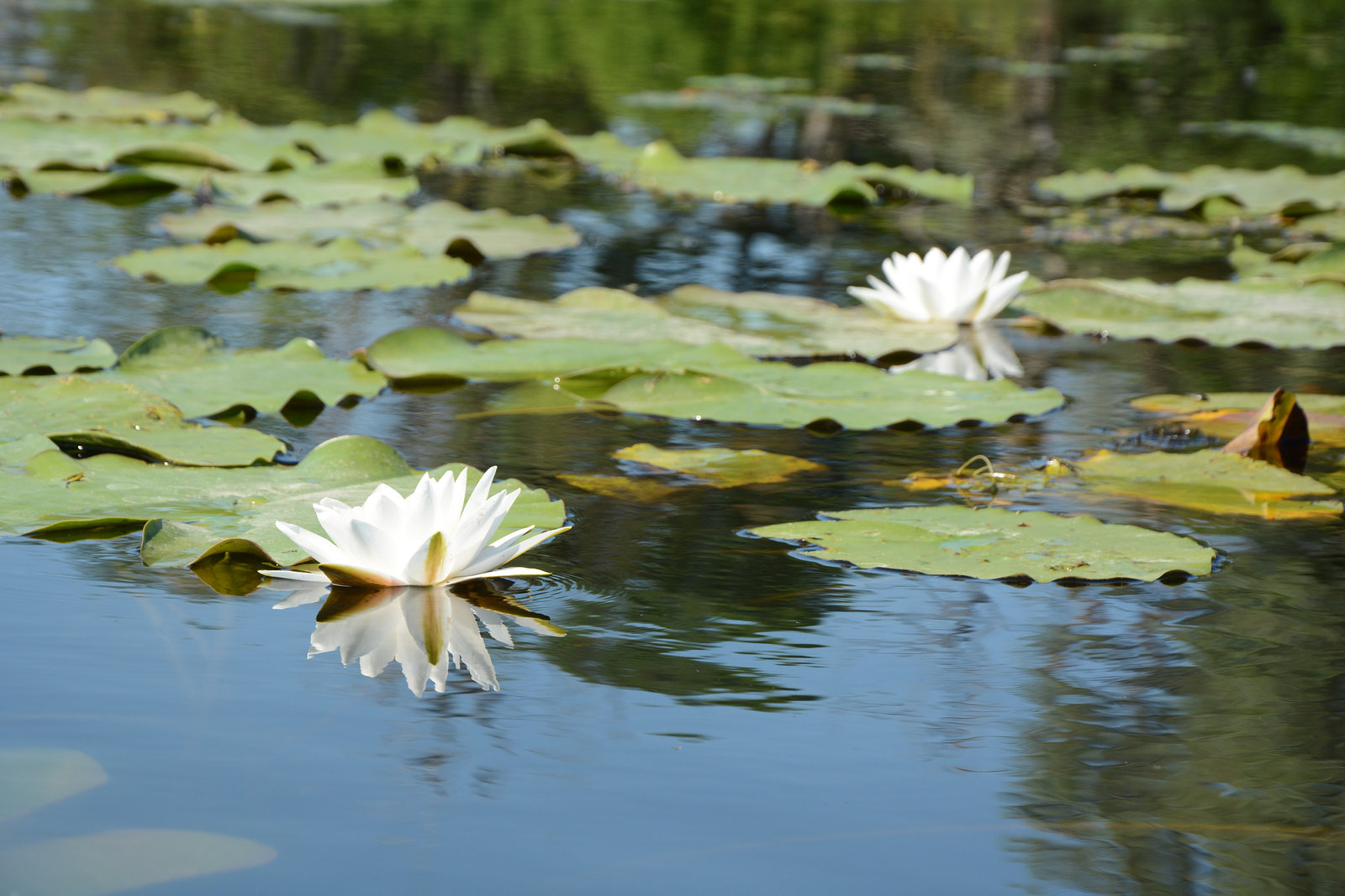 Киев, Ольгин остров, Две белые лилии / Kiev, Оlghin Island, Two White Lilies