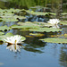 Киев, Ольгин остров, Две белые лилии / Kiev, Оlghin Island, Two White Lilies