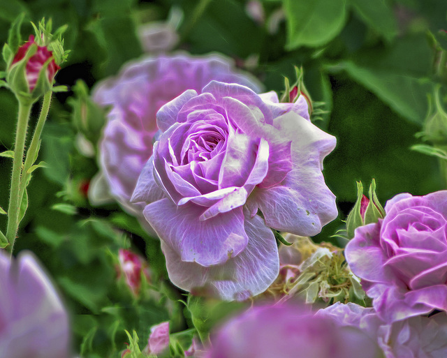 Pink Rose at Botanical Gardens