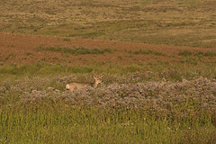 mule deer-late evening near Avonlea