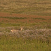 mule deer-late evening near Avonlea