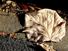 ... feuille d'octobre ...