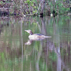 Hooded merganser (F)