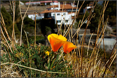 Goldmohn in Vilaflor