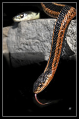 Wild Eastern garter snake