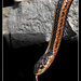Wild Eastern garter snake