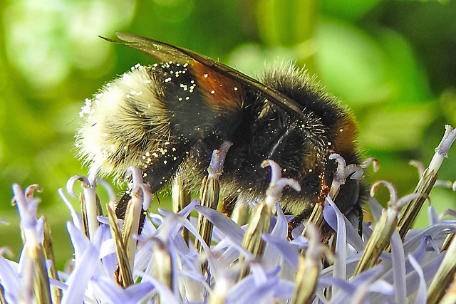 20230719 2663CPw [D~LIP] Kugeldistel, Dunkle Erdhummel (Bombus terrestris), Bad Salzuflen